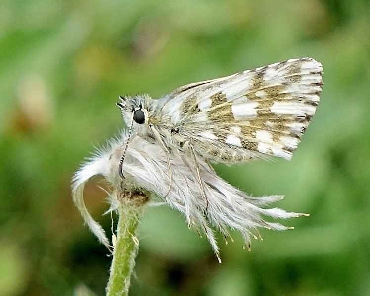 large grizzled skipper